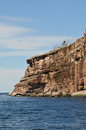 Île Bonaventure / Bonaventure Island