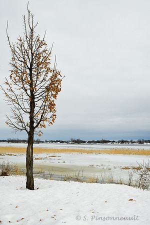 Le chêne / Oak
